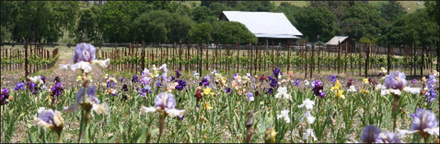 Welcome to Crane Melon Barn - In 1849, Richard Hope Crane arrived in California for the gold rush and, in 1852, settled in Santa Rosa. The property that Richard purchased was part of the vast Mexican land grant, Cotate Rancho. 